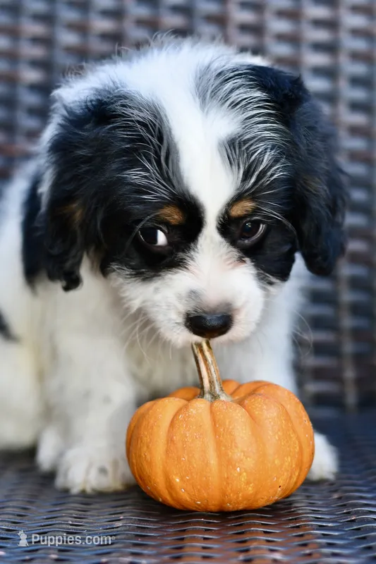 Sydney – Cavapoo puppy for sale in Bella Vista, AR