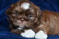 Boots, a male Shih Tzu for sale in Bella Vista, AR – 4 of 8