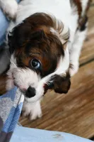 Lilly, a female Cavapoo for sale in Bella Vista, AR – 8 of 8