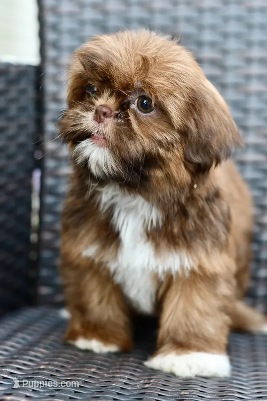 Lola – Shih Tzu puppy for sale in Bella Vista, AR