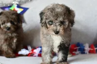 Izzy, a female Poodle - Toy  for sale in Bella Vista, AR – 6 of 10