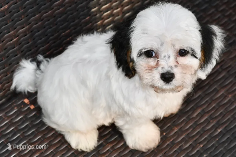 Bandit 3lbs – Cavapoo puppy for sale in Bella Vista, AR