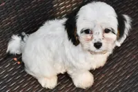 Bandit 3lbs, a male Cavapoo for sale in Bella Vista, AR – 7 of 10