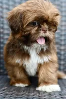 Lola, a female Shih Tzu for sale in Bella Vista, AR – 6 of 7