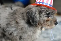 Izzy, a female Poodle - Toy  for sale in Bella Vista, AR – 8 of 10