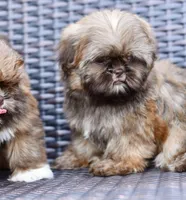 Peaches, a female Shih Tzu for sale in Bella Vista, AR – 2 of 5