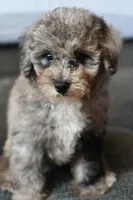 Izzy, a female Poodle - Toy  for sale in Bella Vista, AR – 3 of 10