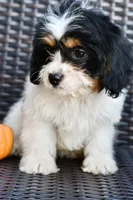 Charlie, a female Cavapoo for sale in Bella Vista, AR – 7 of 10