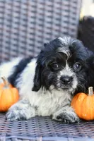 Pepper, a female Cavapoo for sale in Bella Vista, AR – 7 of 10