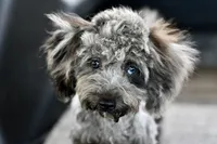 Penny, a female Poodle - Toy  for sale in Bella Vista, AR – 3 of 10
