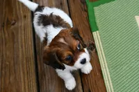 Penny, a female Cavapoo for sale in Bella Vista, AR – 9 of 9