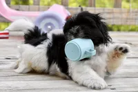 Jack, a male Shih Tzu for sale in Bella Vista, AR – 2 of 10