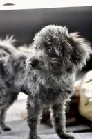 Penny, a female Poodle - Toy  for sale in Bella Vista, AR – 6 of 10