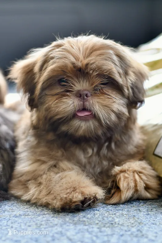 Teddy – Shih Tzu puppy for sale in Bella Vista, AR