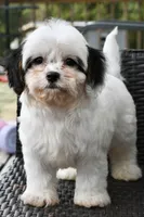 Bandit 3lbs, a male Cavapoo for sale in Bella Vista, AR – 8 of 10