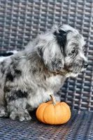 Luna, a female Cavapoo for sale in Bella Vista, AR – 8 of 10