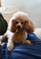 Penny, a female Poodle - Toy  for sale in Bella Vista, AR – 10 of 10