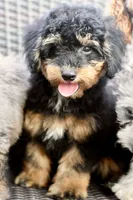 Milo, a male Poodle - Toy  for sale in Bella Vista, AR – 7 of 10