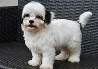 Bandit 3lbs, a male Cavapoo for sale in Bella Vista, AR – 4 of 10