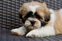 Gizmo, a male Shih Tzu for sale in Bella Vista, AR – 4 of 10