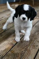 Winnie, a female Cavapoo for sale in Bella Vista, AR – 2 of 9