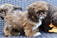 Lola, a female Shih Tzu for sale in Bella Vista, AR – 2 of 7