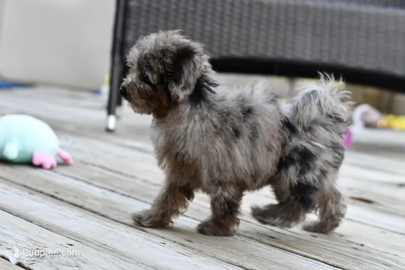 Penny – Poodle - Toy  puppy for sale in Bella Vista, AR