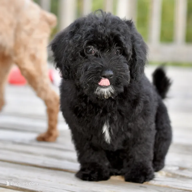 Sam – Poodle - Toy  puppy for sale in Bella Vista, AR