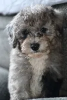 Izzy, a female Poodle - Toy  for sale in Bella Vista, AR – 4 of 10