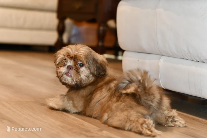 Teddy – Shih Tzu puppy for sale in Bella Vista, AR
