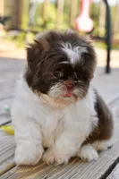 Lucy, a female Shih Tzu for sale in Bella Vista, AR – 4 of 9