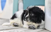 Pepper, a female Cavapoo for sale in Bella Vista, AR – 6 of 10