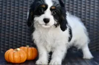 Sydney, a female Cavapoo for sale in Bella Vista, AR – 2 of 10