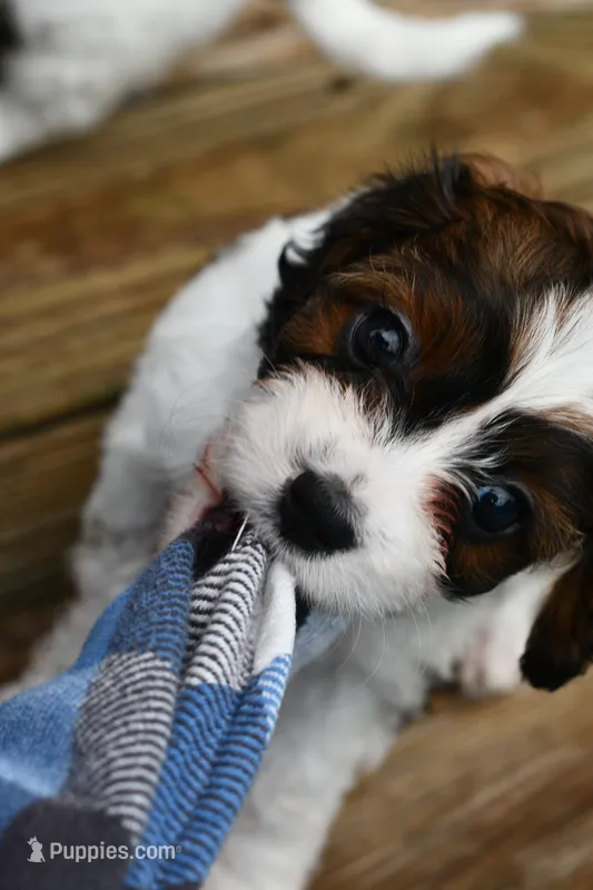 Lilly – Cavapoo puppy for sale in Bella Vista, AR