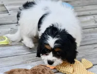 Charlie, a female Cavapoo for sale in Bella Vista, AR – 8 of 10