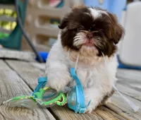 Lucy, a female Shih Tzu for sale in Bella Vista, AR – 6 of 9
