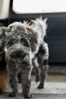 Penny, a female Poodle - Toy  for sale in Bella Vista, AR – 2 of 10