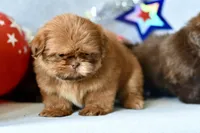 Rosey , a female Shih Tzu for sale in Bella Vista, AR – 2 of 4