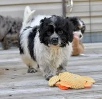 Pepper, a female Cavapoo for sale in Bella Vista, AR – 3 of 10