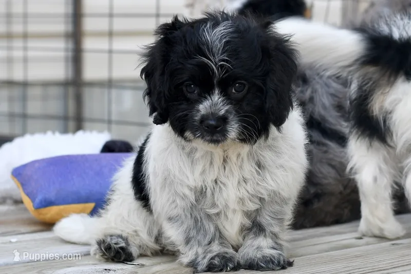 Pepper – Cavapoo puppy for sale in Bella Vista, AR