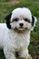 Bandit , a male Cavapoo for sale in Bella Vista, AR – 7 of 10