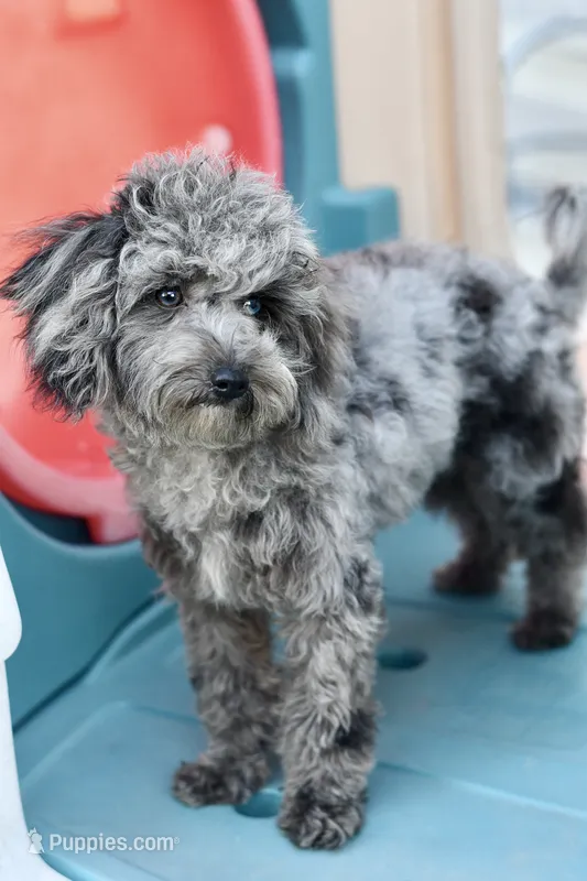 Penny – Poodle - Toy  puppy for sale in Bella Vista, AR