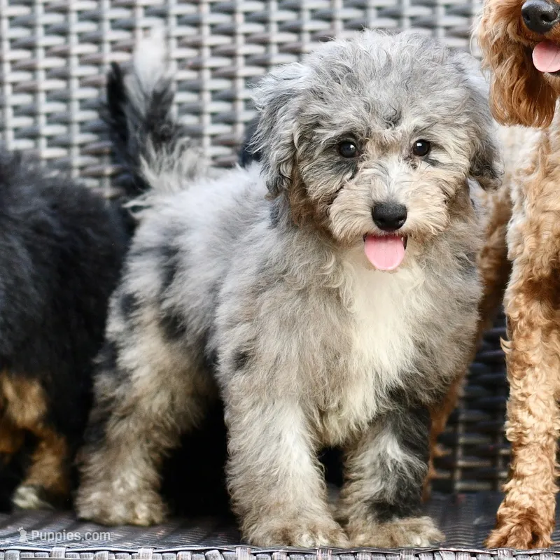 Izzy – Poodle - Toy  puppy for sale in Bella Vista, AR
