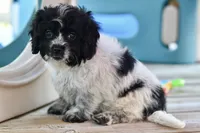 Pepper, a female Cavapoo for sale in Bella Vista, AR – 2 of 10