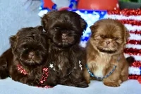 Cocoa , a female Shih Tzu for sale in Bella Vista, AR – 3 of 4