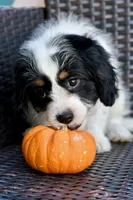 Sydney, a female Cavapoo for sale in Bella Vista, AR – 6 of 10