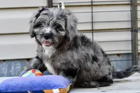 Luna, a female Cavapoo for sale in Bella Vista, AR – 3 of 10