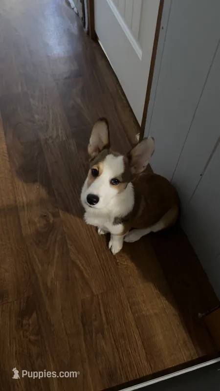 Ollie – Cardigan Welsh Corgi puppy for sale in Augusta, ME