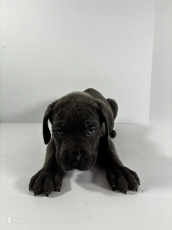 Blackie – Cane Corso puppy for sale in Lehigh Acres, FL