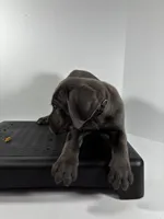 Blackie, a male Cane Corso for sale in Lehigh Acres, FL – Photo 3 of 7